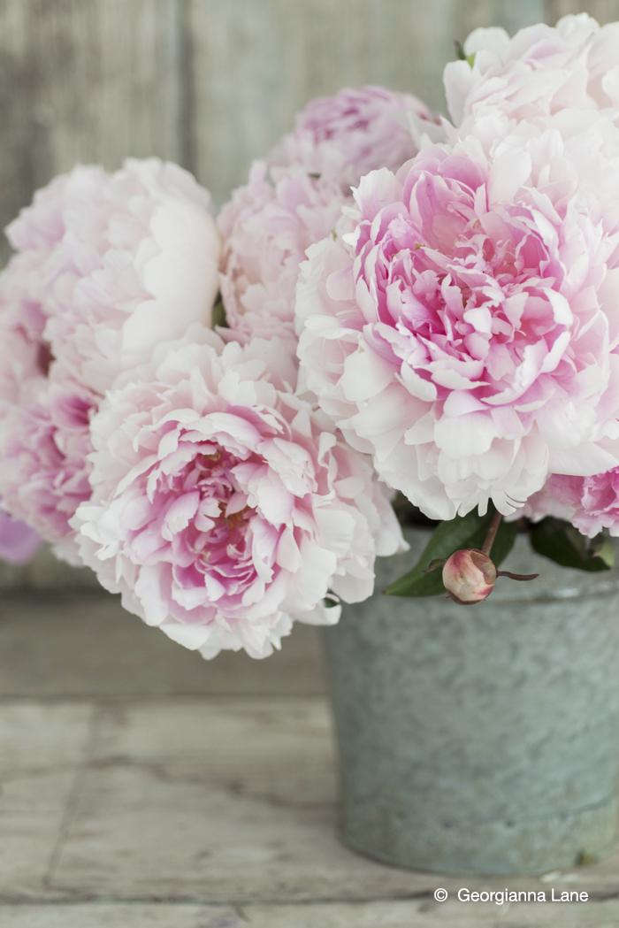 Peonies by Georgianna Lane