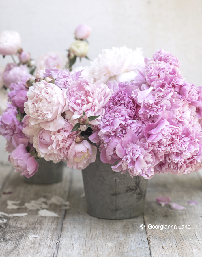 Peonies by Georgianna Lane