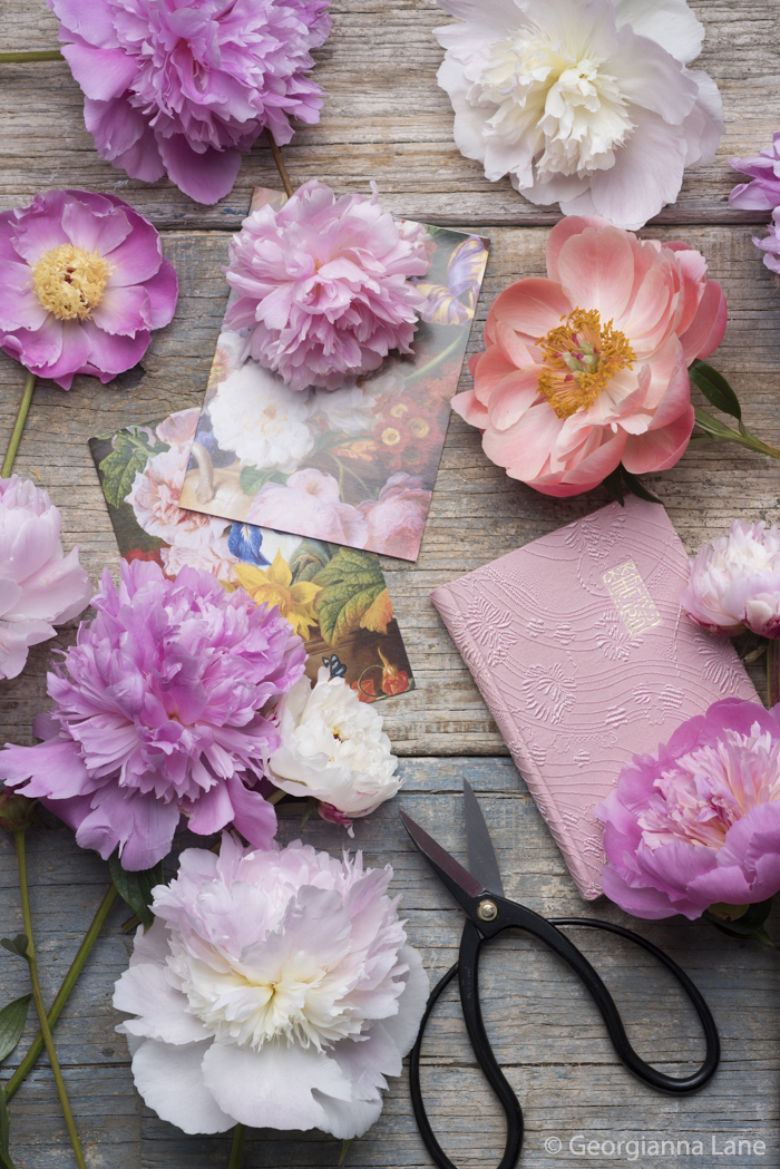 Peonies by Georgianna Lane