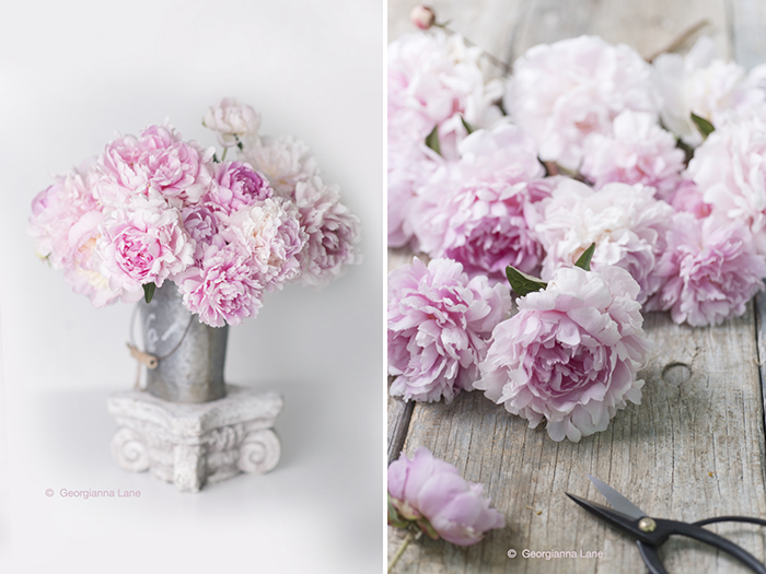 Peonies by Georgianna Lane