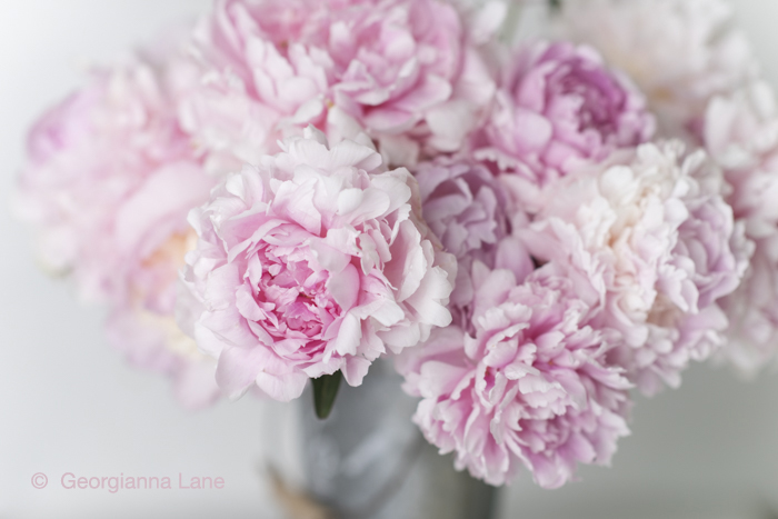 Peonies by Georgianna Lane