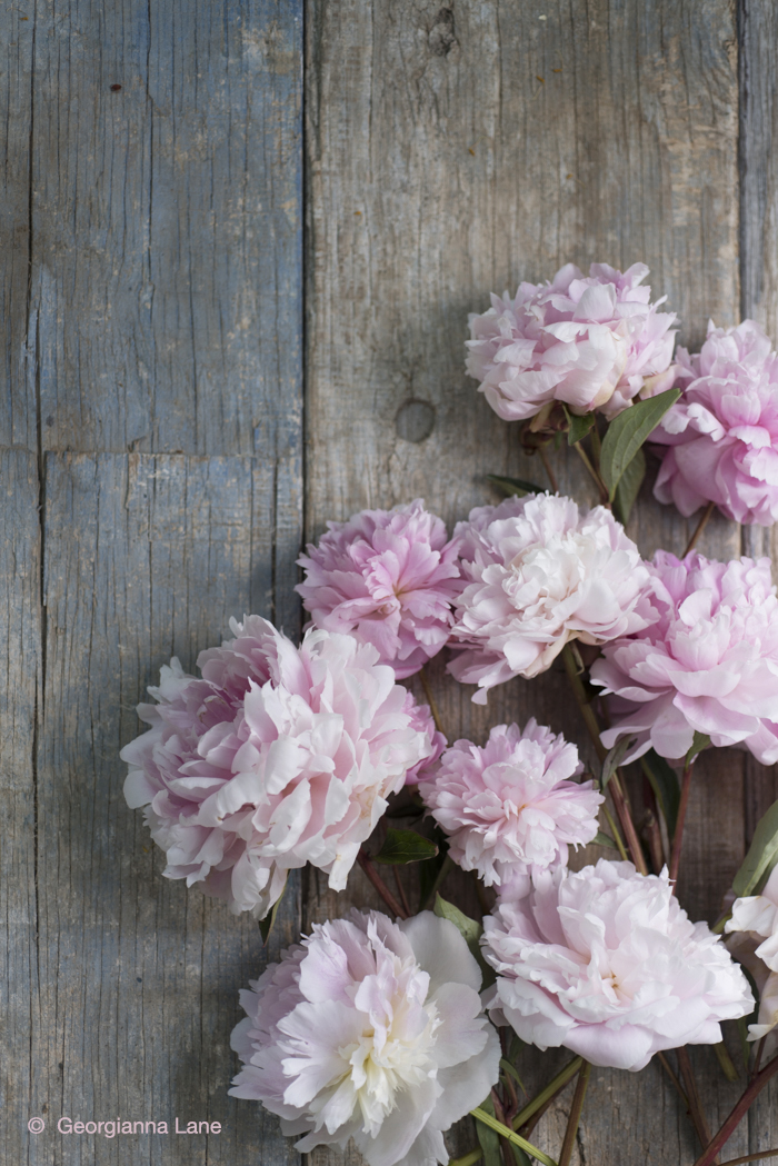 Peonies by Georgianna Lane