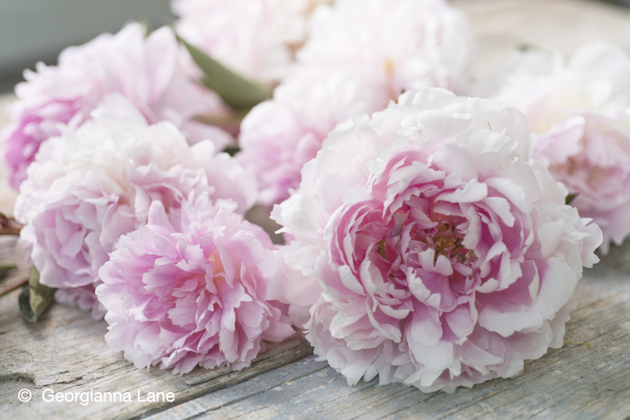 Peonies by Georgianna Lane