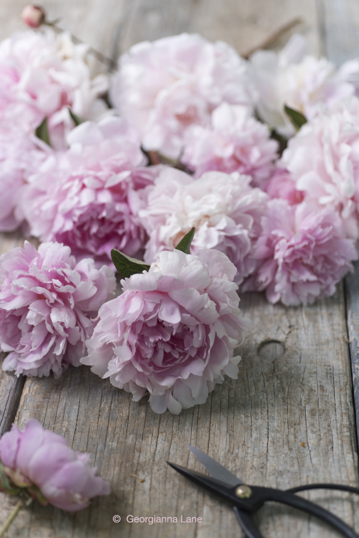 Peonies by Georgianna Lane