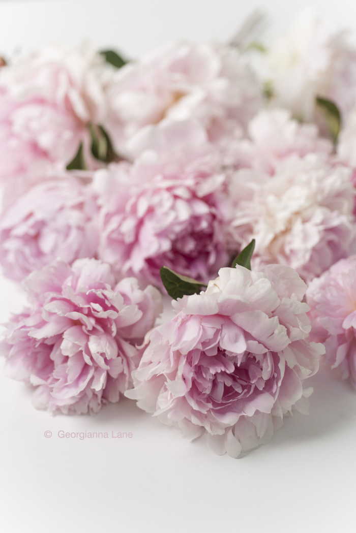 Peonies by Georgianna Lane