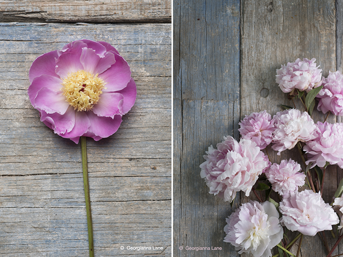 Peonies by Georgianna Lane