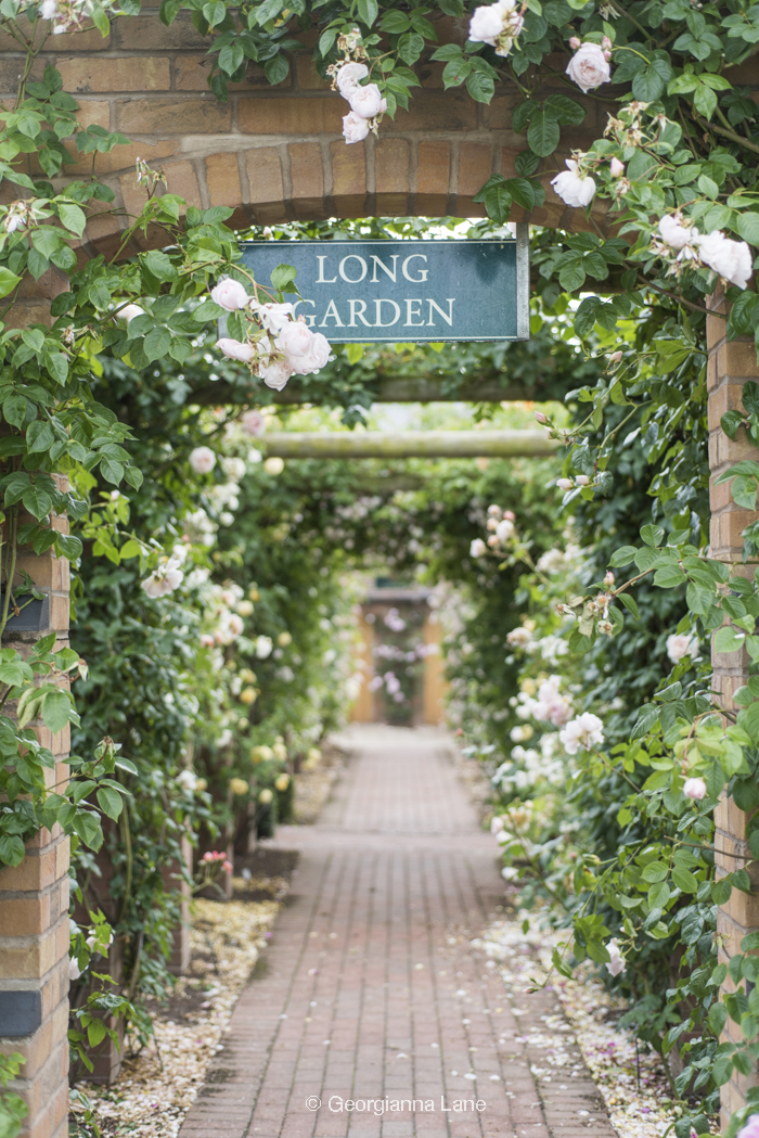 The Long Garden, David Austin Roses, England, by Georgianna Lane