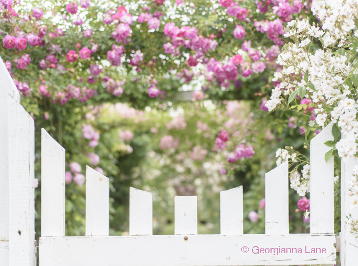 Gate, David Austin Rose Garden, England, by Georgianna Lane