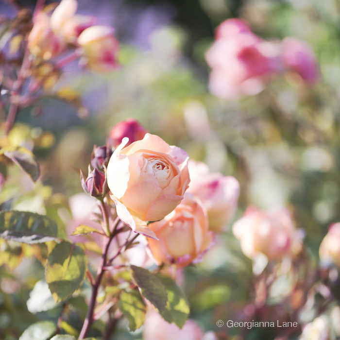 David Austin Rose 'Lady Emma Hamilton' photographed by Georgianna Lane