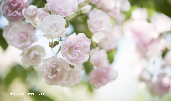 'Belvedere' rambler rose by Georgianna Lane, photographed at David Austin Roses, England