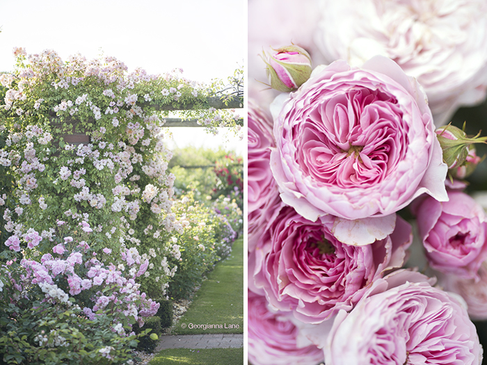 The Long Garden, David Austin Roses, England, by Georgianna Lane