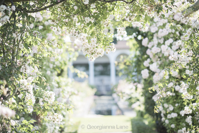 The Renaissance Garden, David Austin Roses, England, by Georgianna Lane