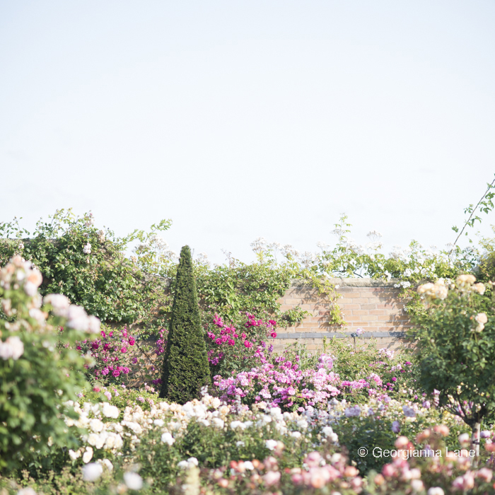 The Lion Garden, David Austin Roses, England, photographed by Georgianna Lane