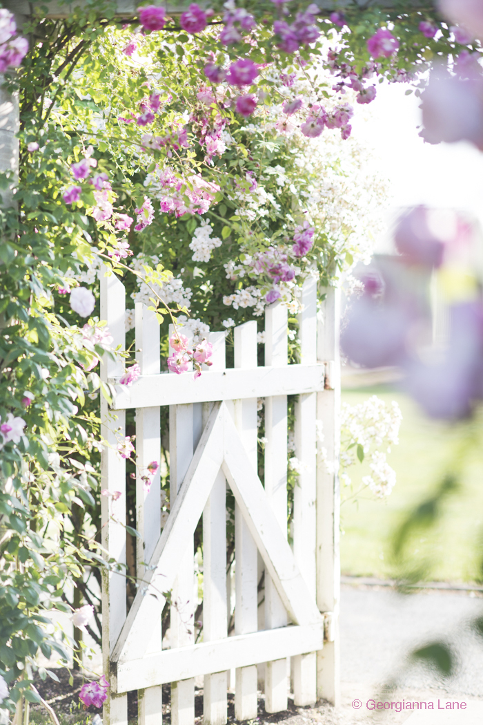 Gate, David Austin Rose Garden, England, by Georgianna Lane