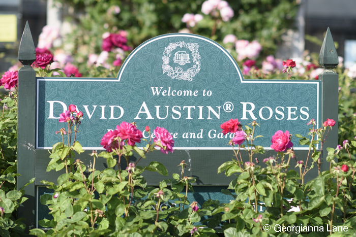 David Austin Rose Center photographed by Georgianna Lane