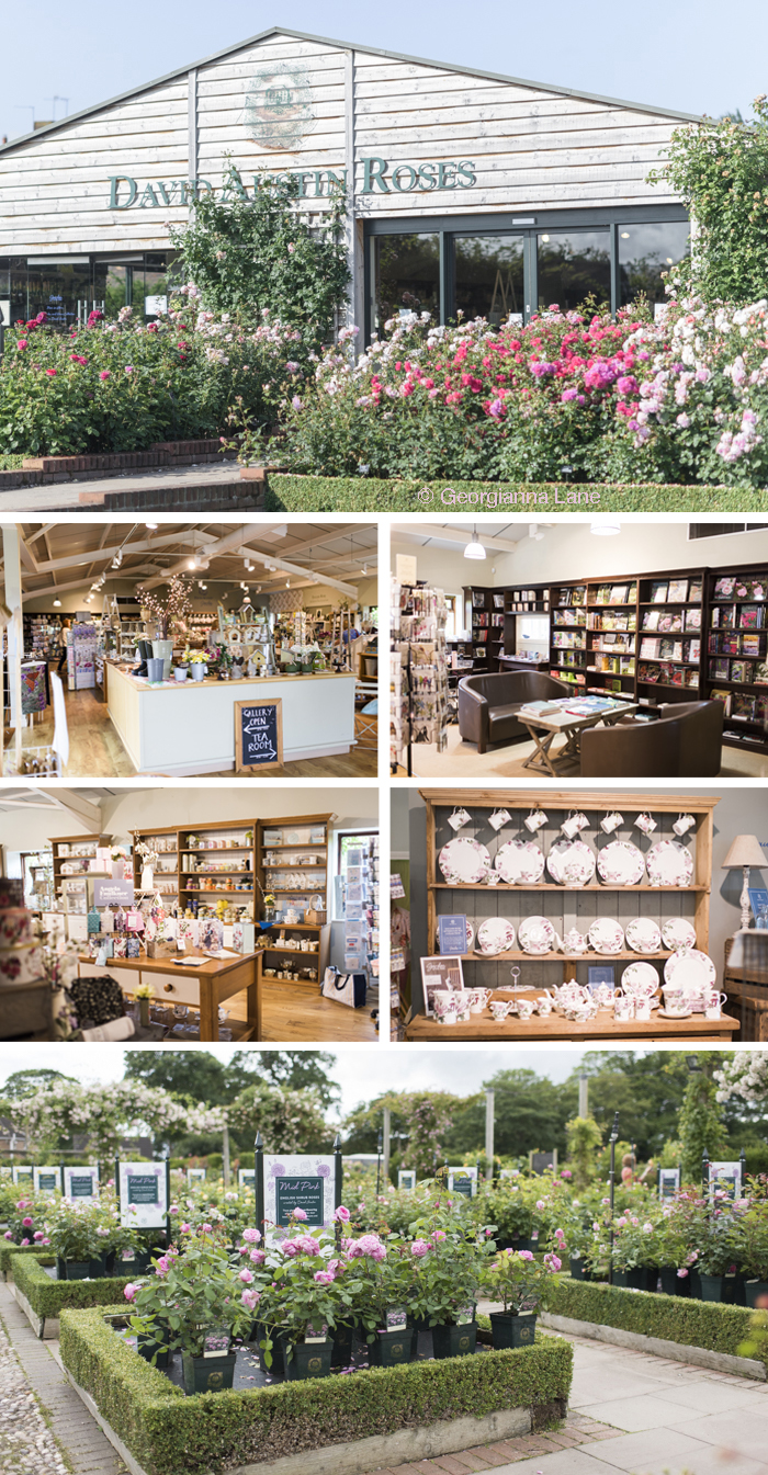 The Gift Shop and Plant Center, David Austin Roses, England, by Georgianna Lane