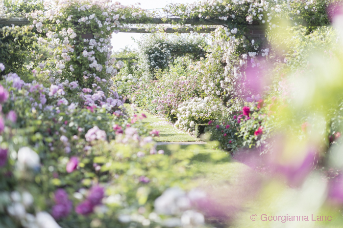 The Long Garden, David Austin Roses, England, by Georgianna Lane