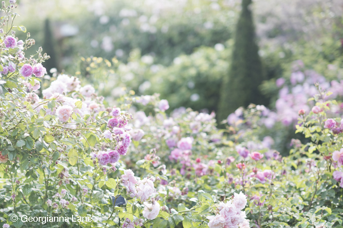 The Lion Garden, David Austin Roses, England, photographed by Georgianna Lane