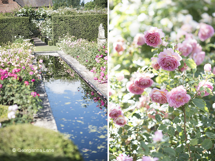 The Renaissance Garden, David Austin Roses, England, by Georgianna Lane