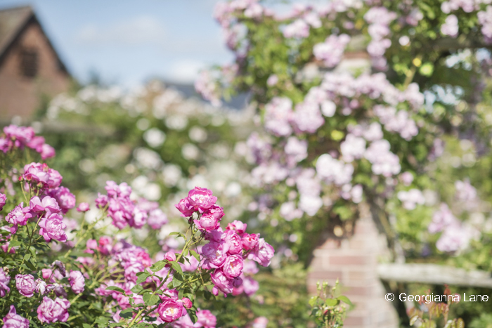 The Long Garden, David Austin Roses, England, by Georgianna Lane