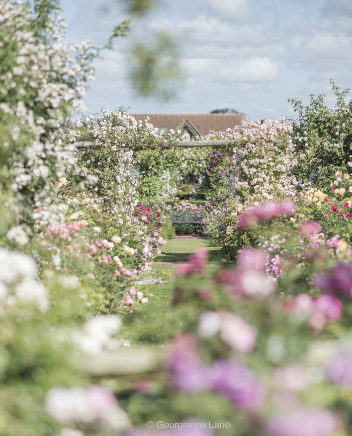 The Long Garden, David Austin Roses, England, by Georgianna Lane