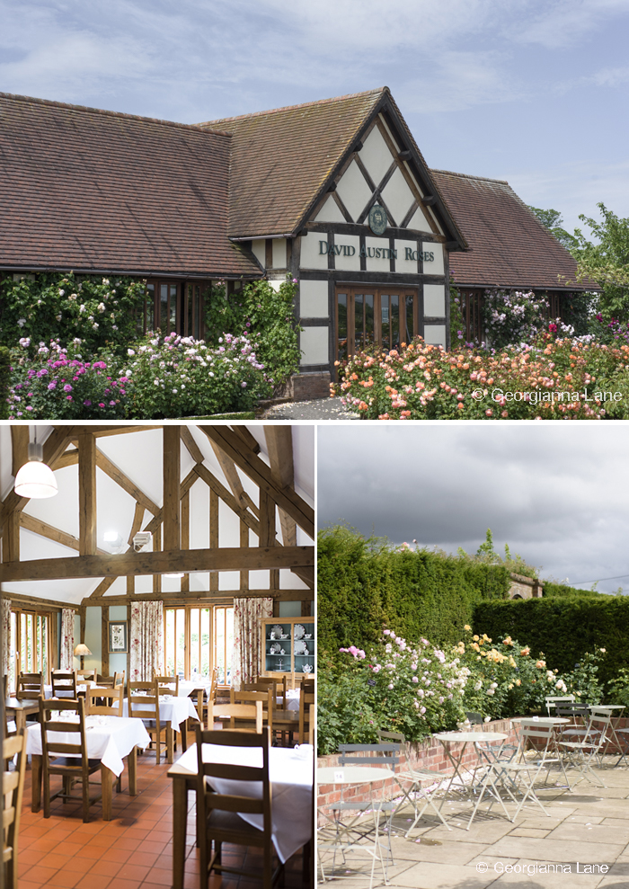 The Restaurant, David Austin Rose Center, England, by Georgianna Lane