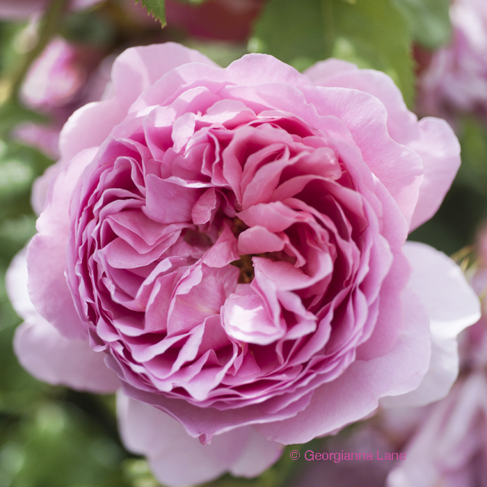 David Austin Rose 'Princess Alexandra of Kent' by Georgianna Lane