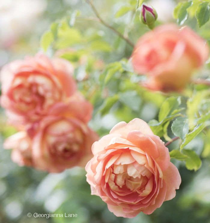 David Austin Rose 'The Lady of Shallot' by Georgianna Lane