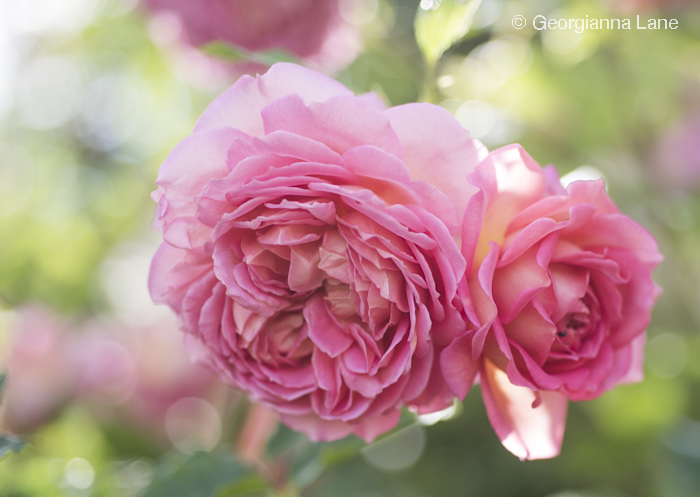 David Austin Rose 'Jubilee Celebration' by Georgianna Lane