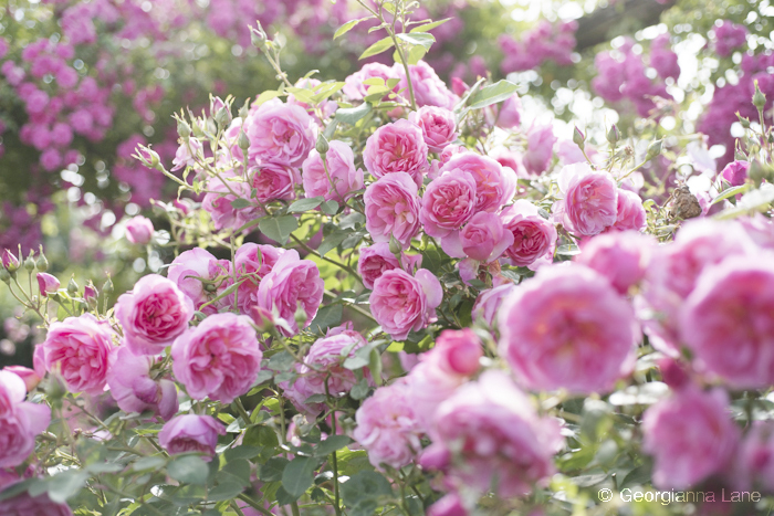 David Austin Rose 'Hyde Hall' by Georgianna Lane