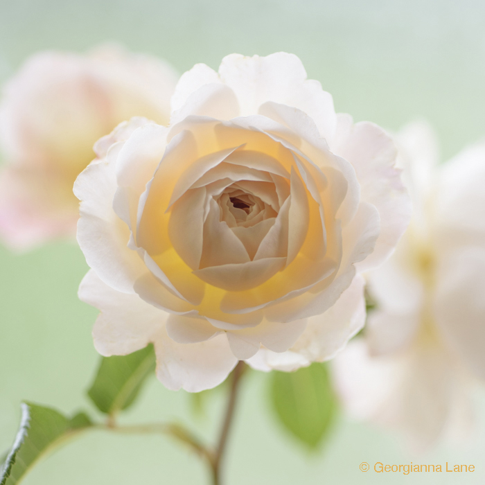 David Austin Rose 'Crocus Rose' by Georgianna Lane