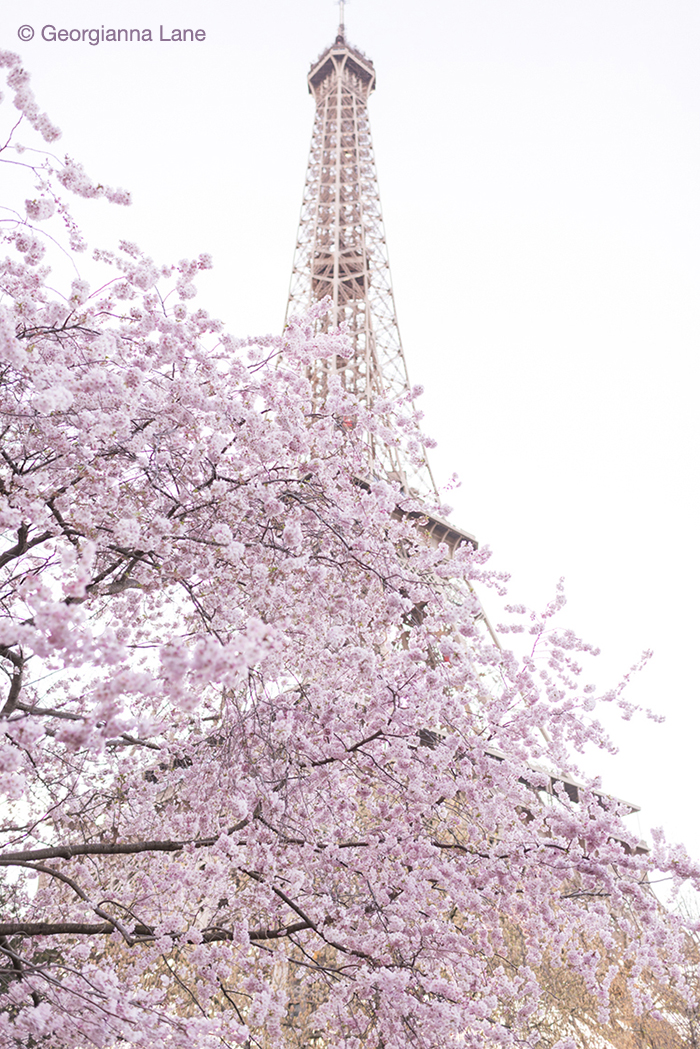 Cherry Blossoms, Eiffel Tower, by Georgianna Lane