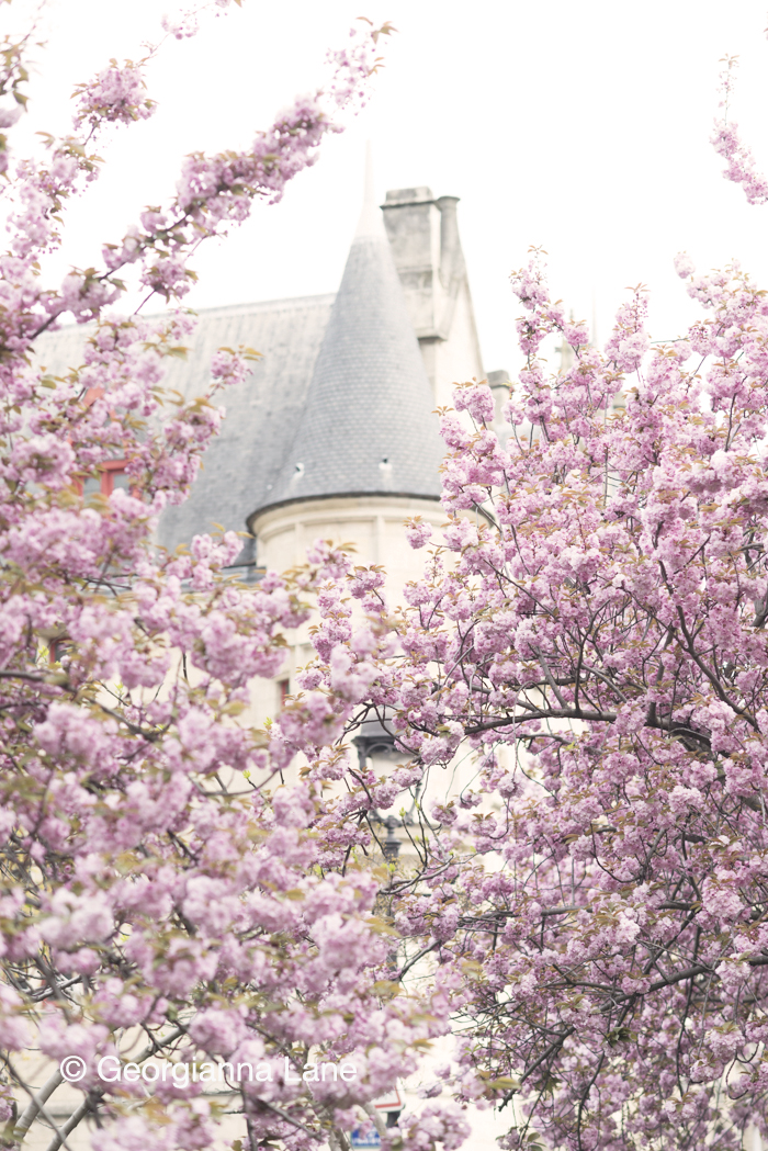 Cherry Blossoms, Paris by Georgianna Lane