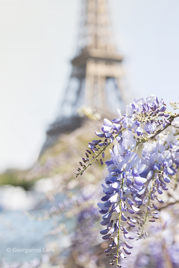 Wisteria and the Eiffel Tower by Georgianna Lane