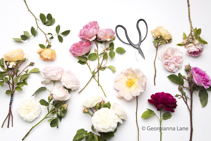 Roses by Georgianna Lane