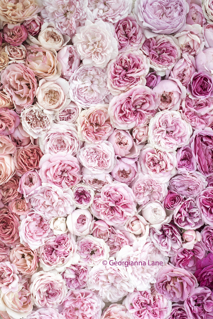 David Austin Roses by Georgianna Lane