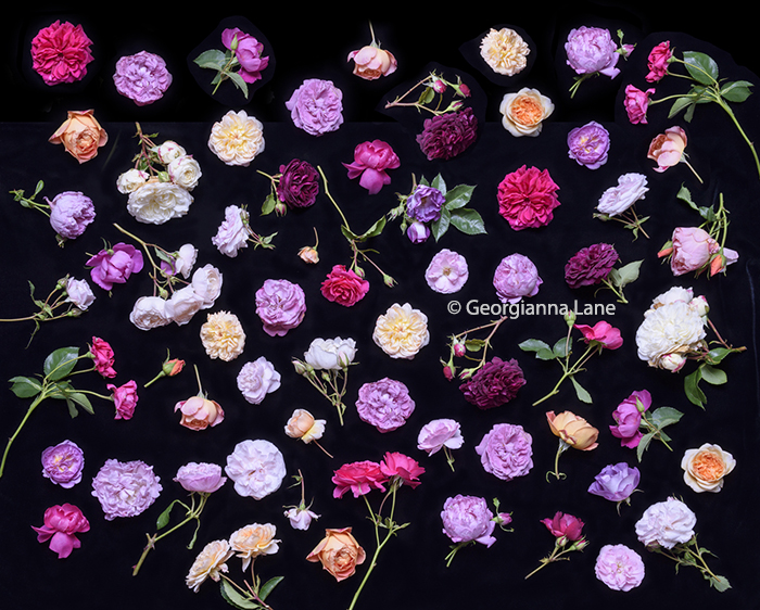 David Austin Roses by Georgianna Lane