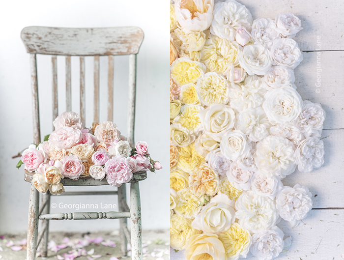 David Austin Roses by Georgianna Lane