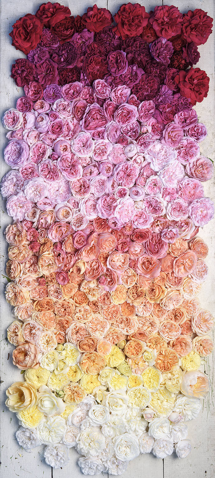 Roses by Georgianna Lane