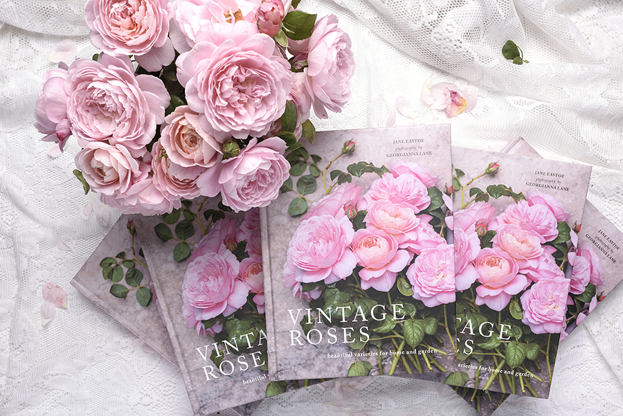 Vintage Roses, photographed by Georgianna Lane