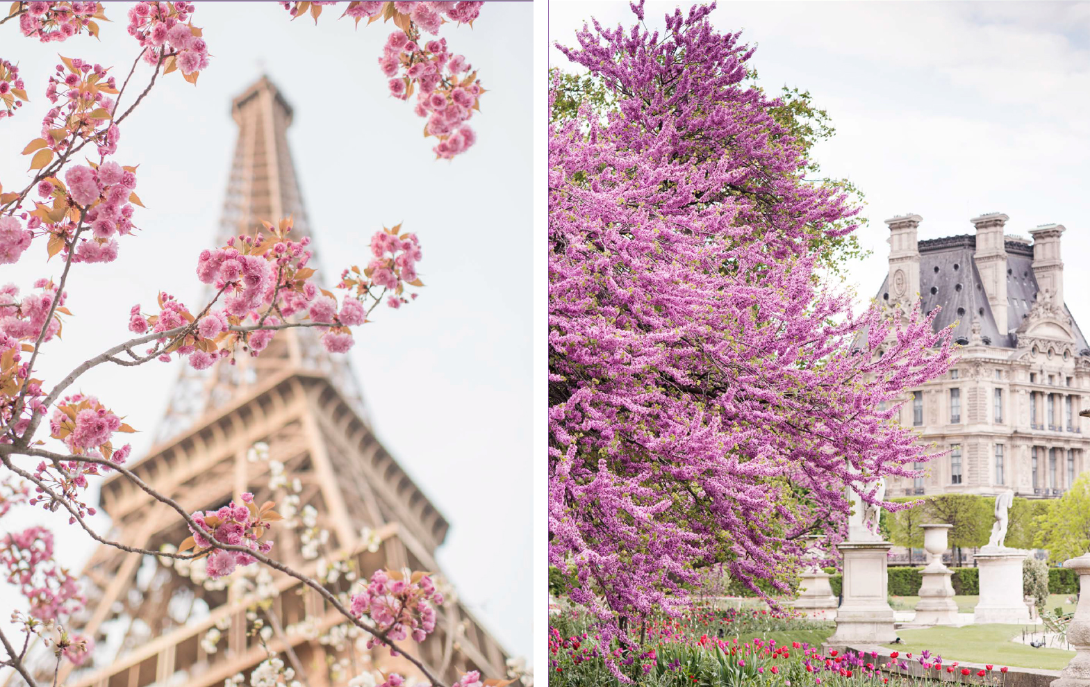 Paris in Bloom by Georgianna Lane