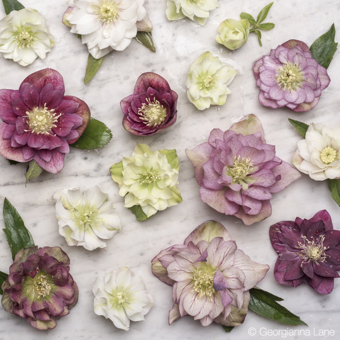 Hellebores in Paris by Georgianna Lane