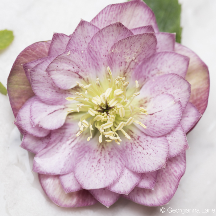 Hellebores in Paris by Georgianna Lane