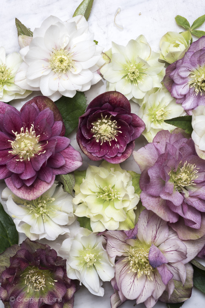 Hellebores in Paris by Georgianna Lane