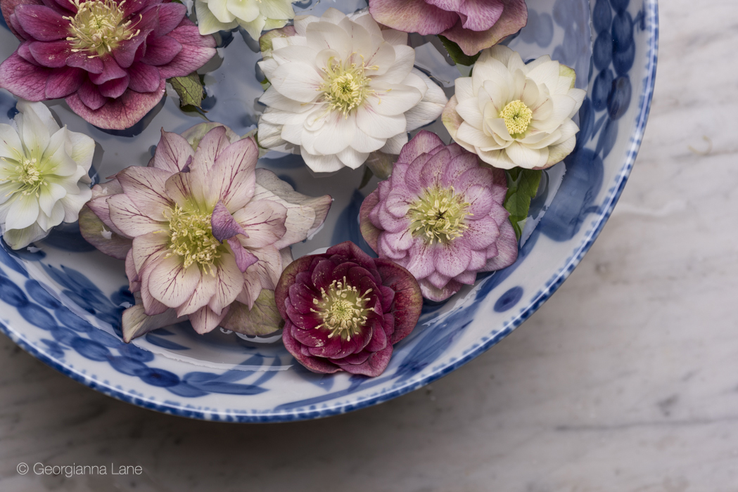 Hellebores in Paris by Georgianna Lane