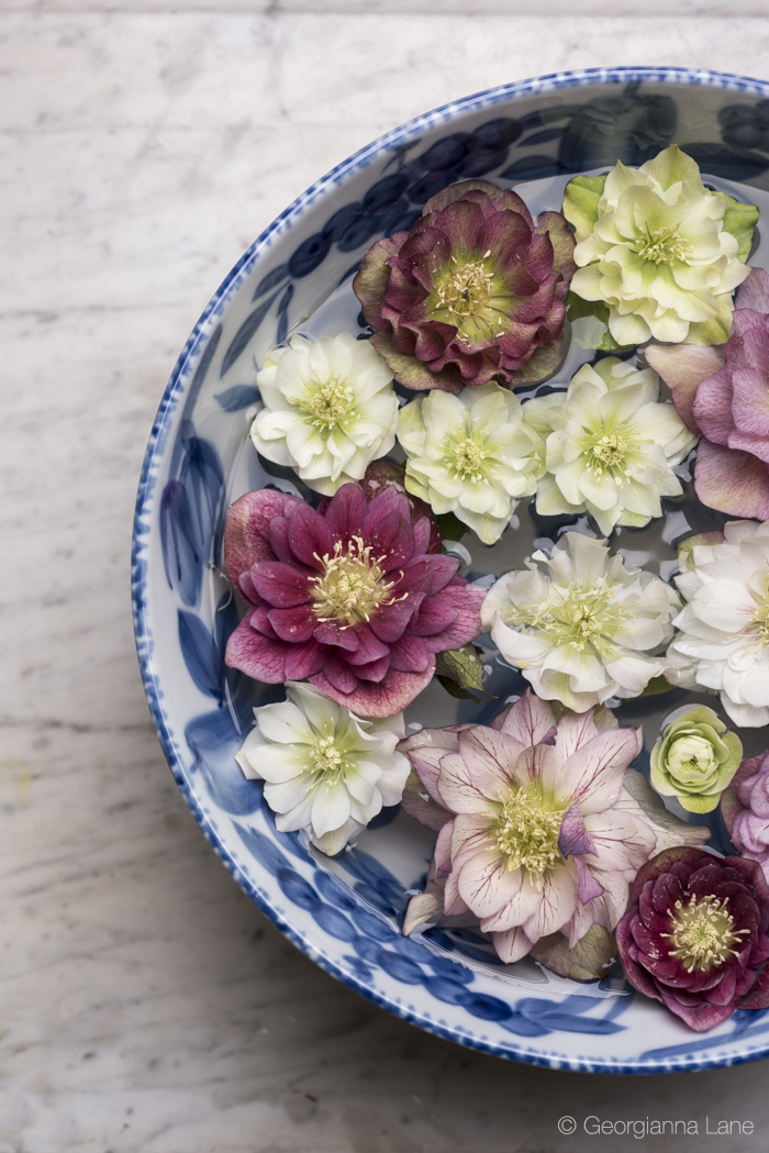 Hellebores in Paris by Georgianna Lane