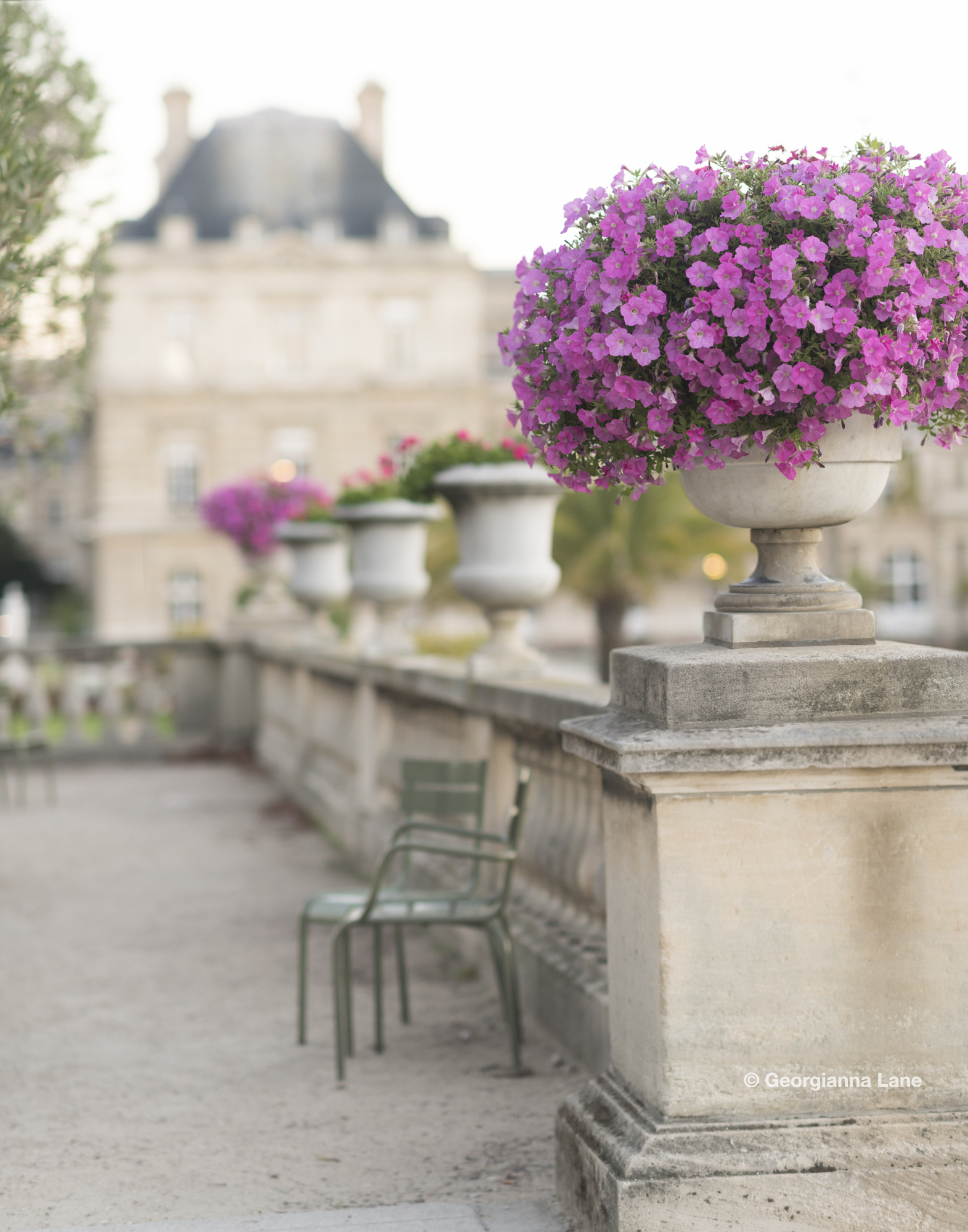 Paris in Bloom by Georgianna Lane