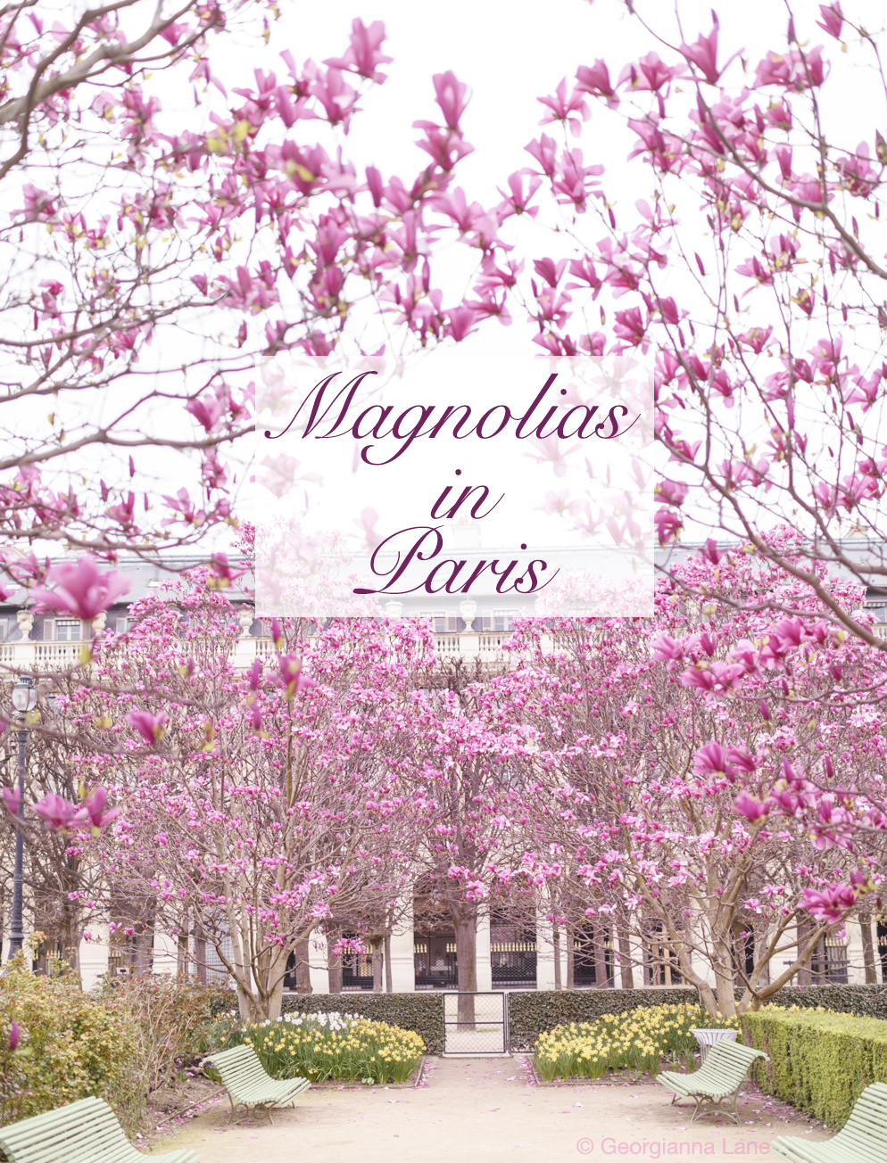 Magnolias in Paris by Georgianna Lane