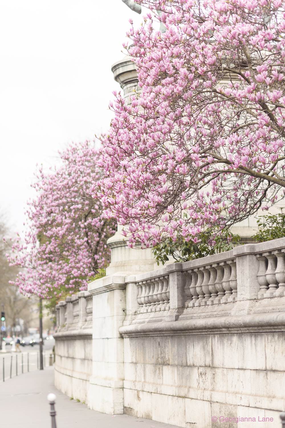 Magnolias in Paris by Georgianna Lane