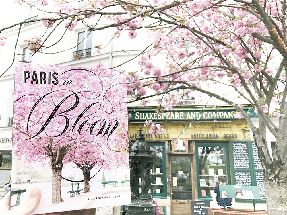 Cherry blossoms in Paris by Georgianna Lane, author of Paris in Bloom